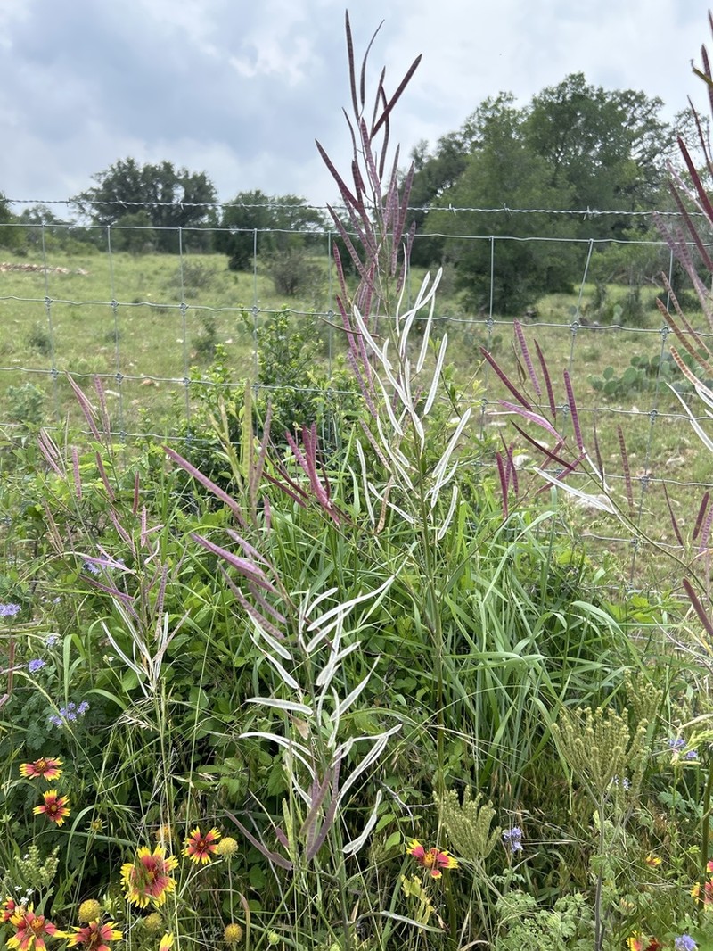Brazos Rockcress photo 4