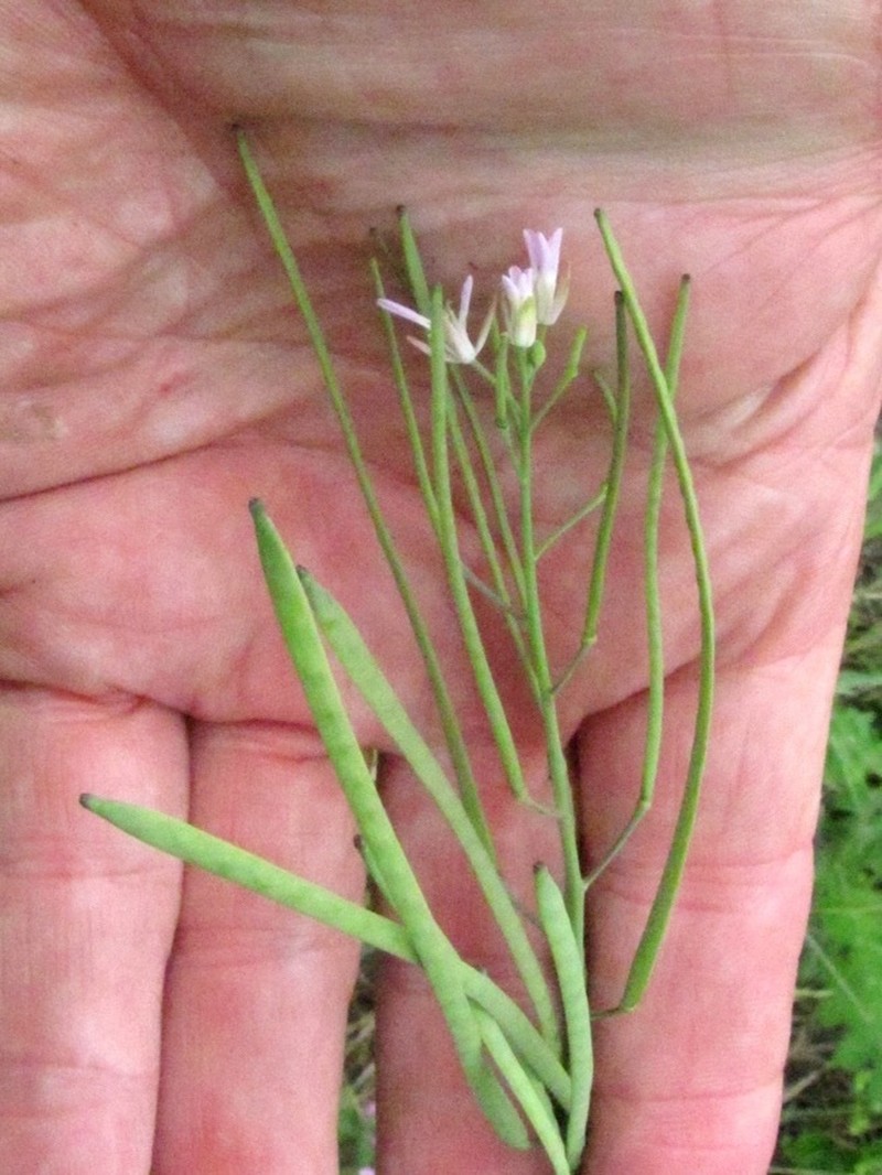 Brazos Rockcress photo 5
