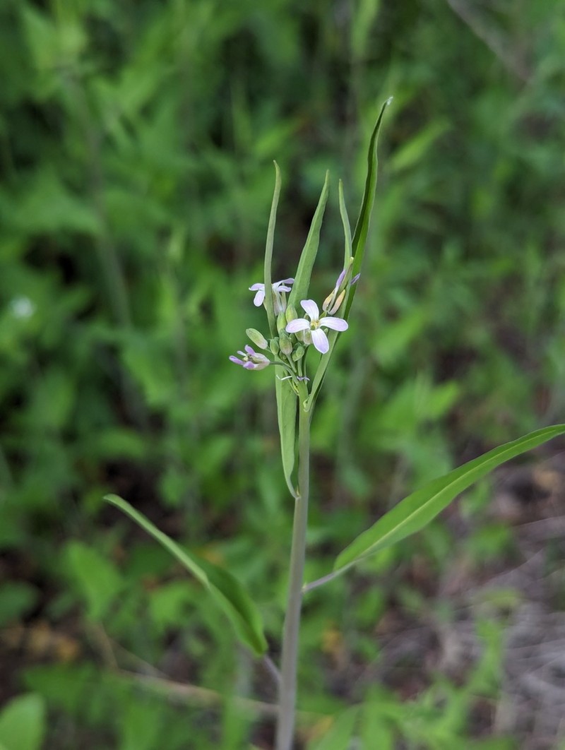 Brazos Rockcress photo 6