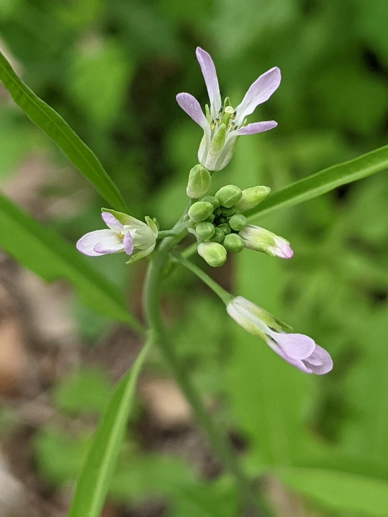 Brazos Rockcress photo 7