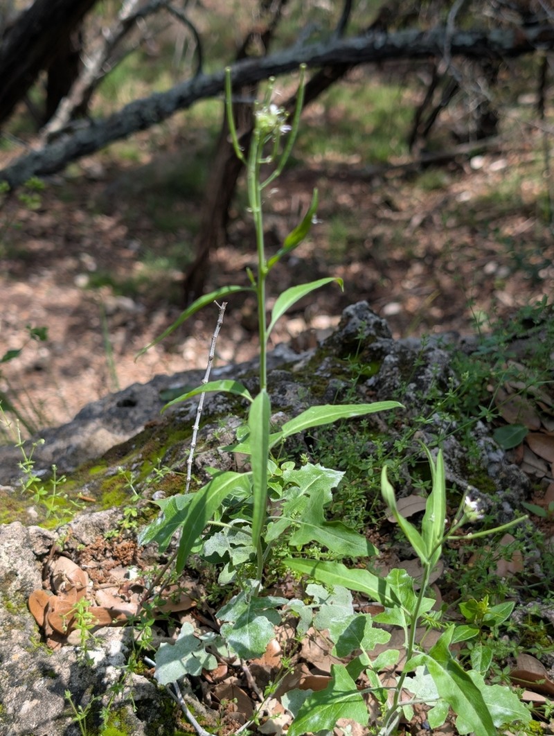 Brazos Rockcress photo 8