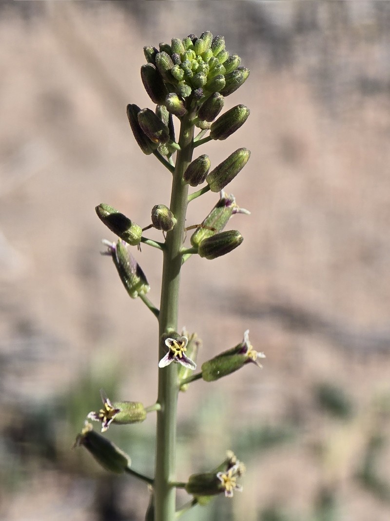 Hairy Wild Cabbage