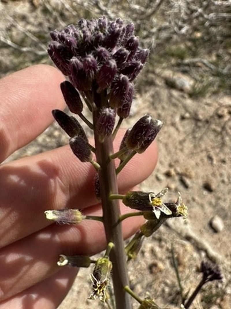 Hairy Wild Cabbage photo 2