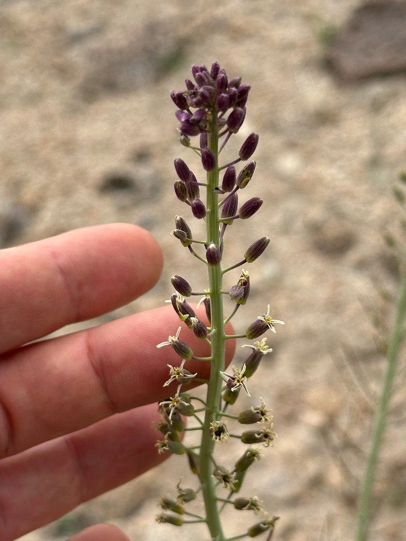 Hairy Wild Cabbage photo 3