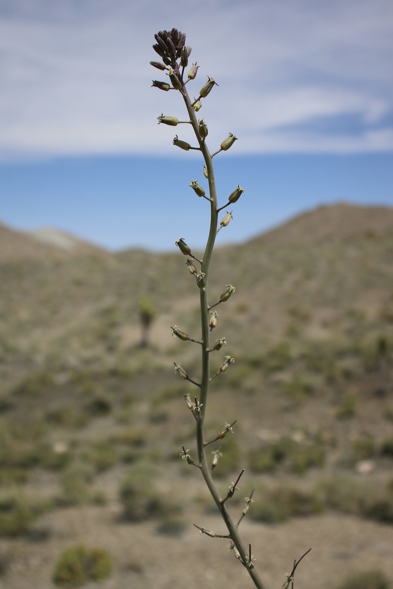 Hairy Wild Cabbage photo 8