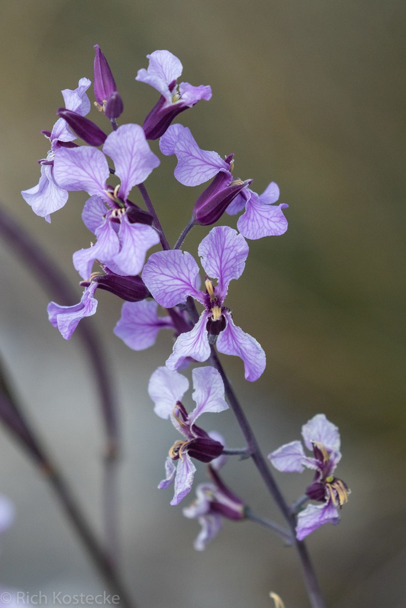 Broadpod Jewelflower photo 2