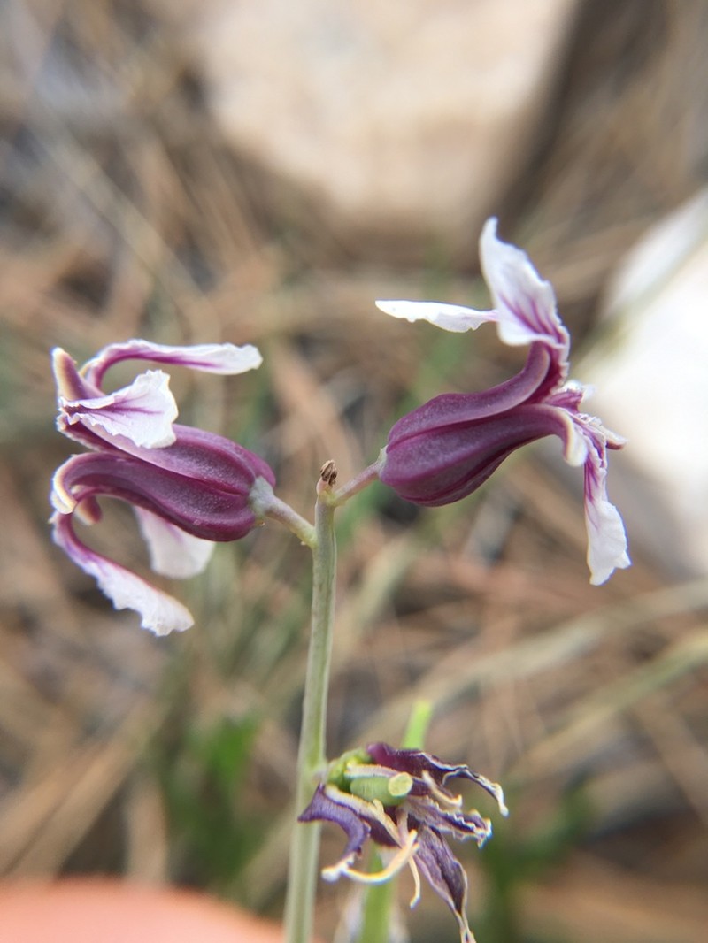 Broadpod Jewelflower photo 4