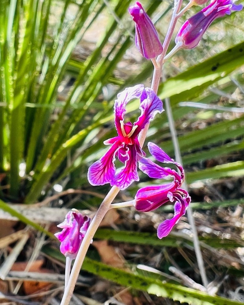 Broadpod Jewelflower photo 8