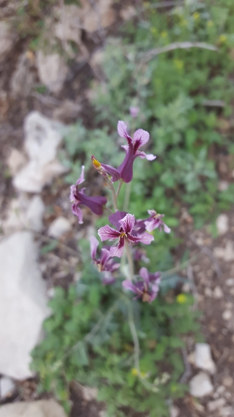 Sparseflower Jewelflower