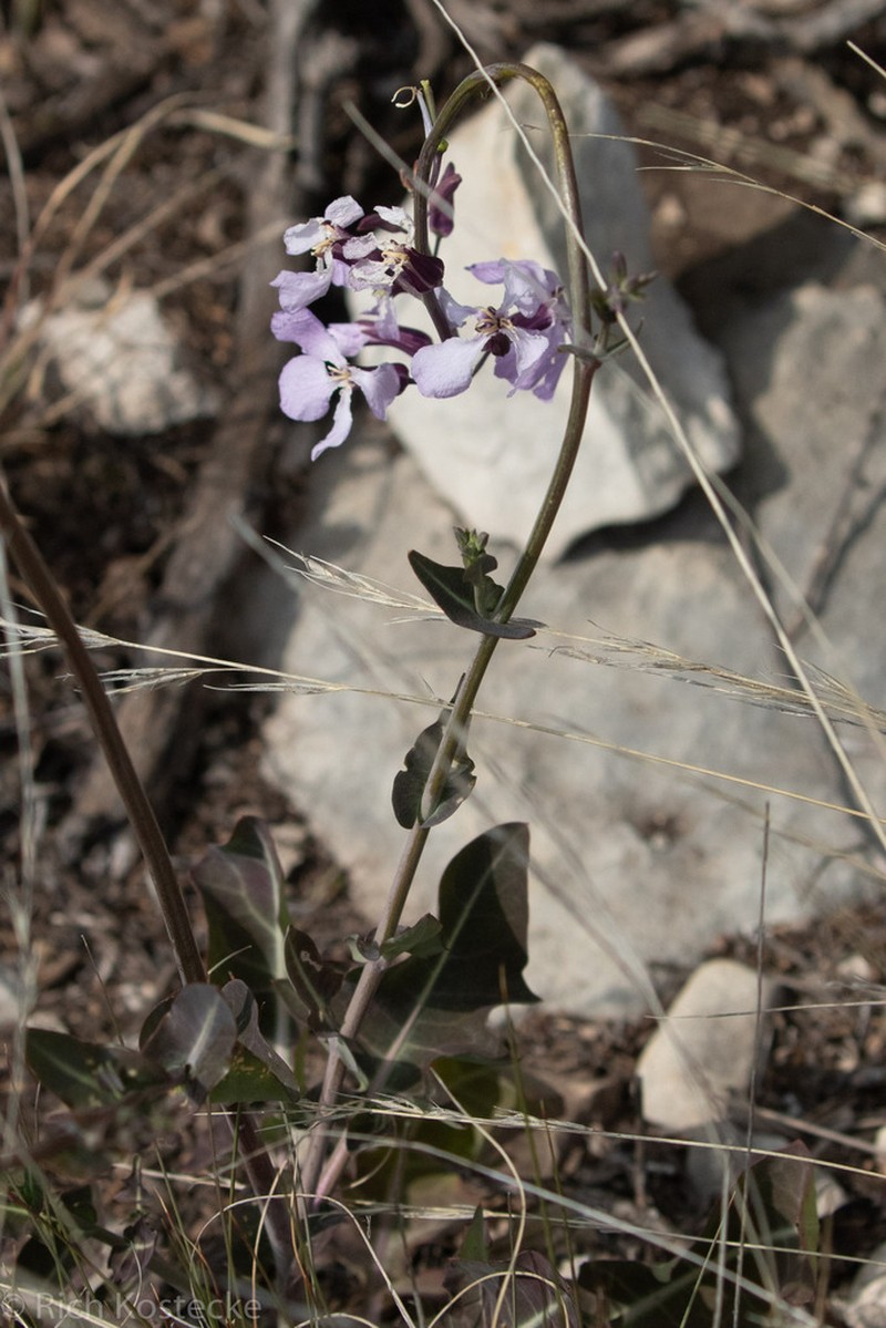 Sparseflower Jewelflower photo 3