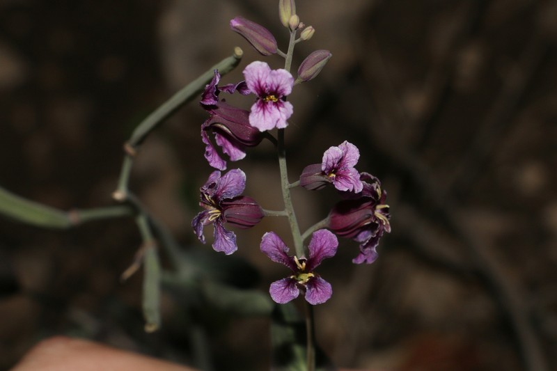 Sparseflower Jewelflower photo 5
