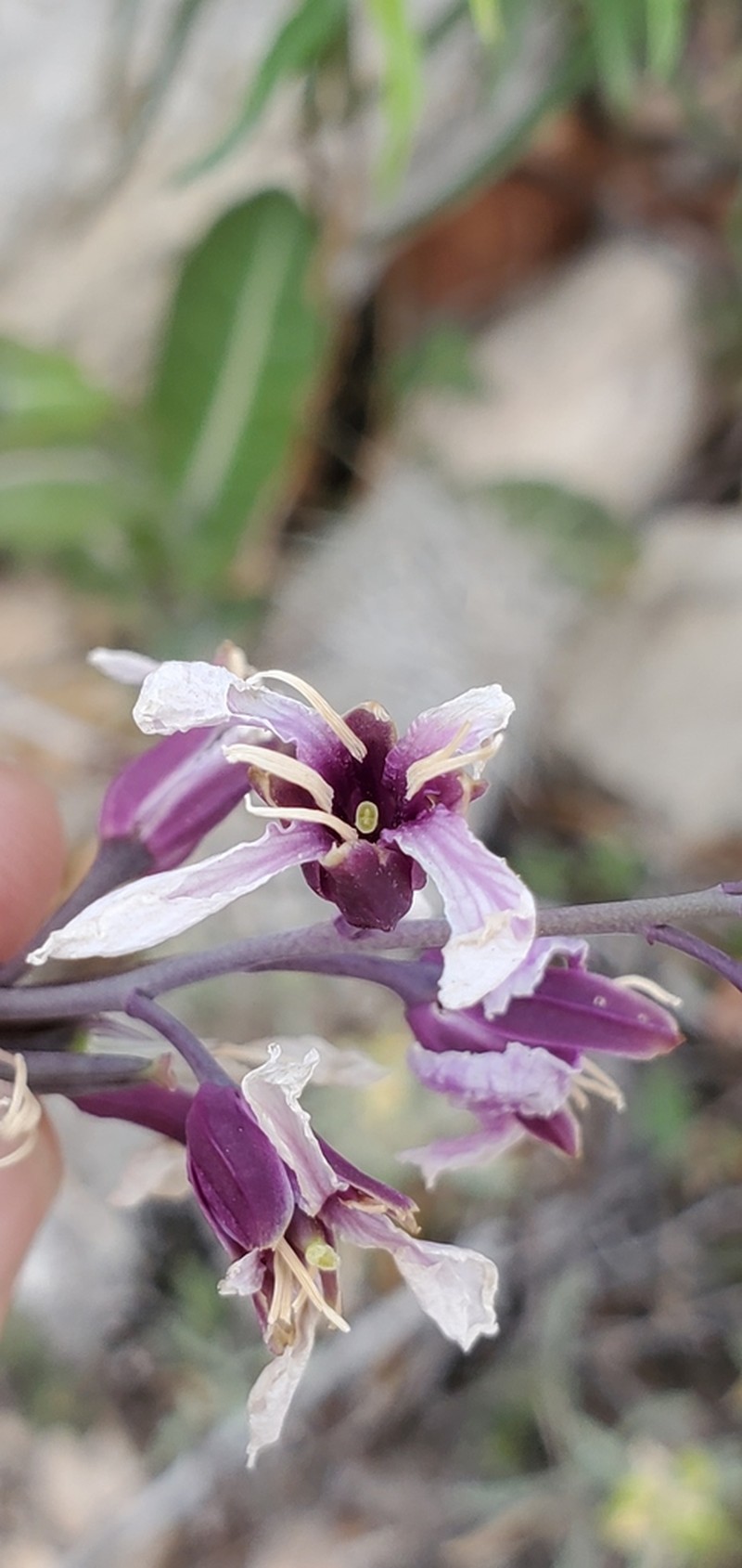 Sparseflower Jewelflower photo 7