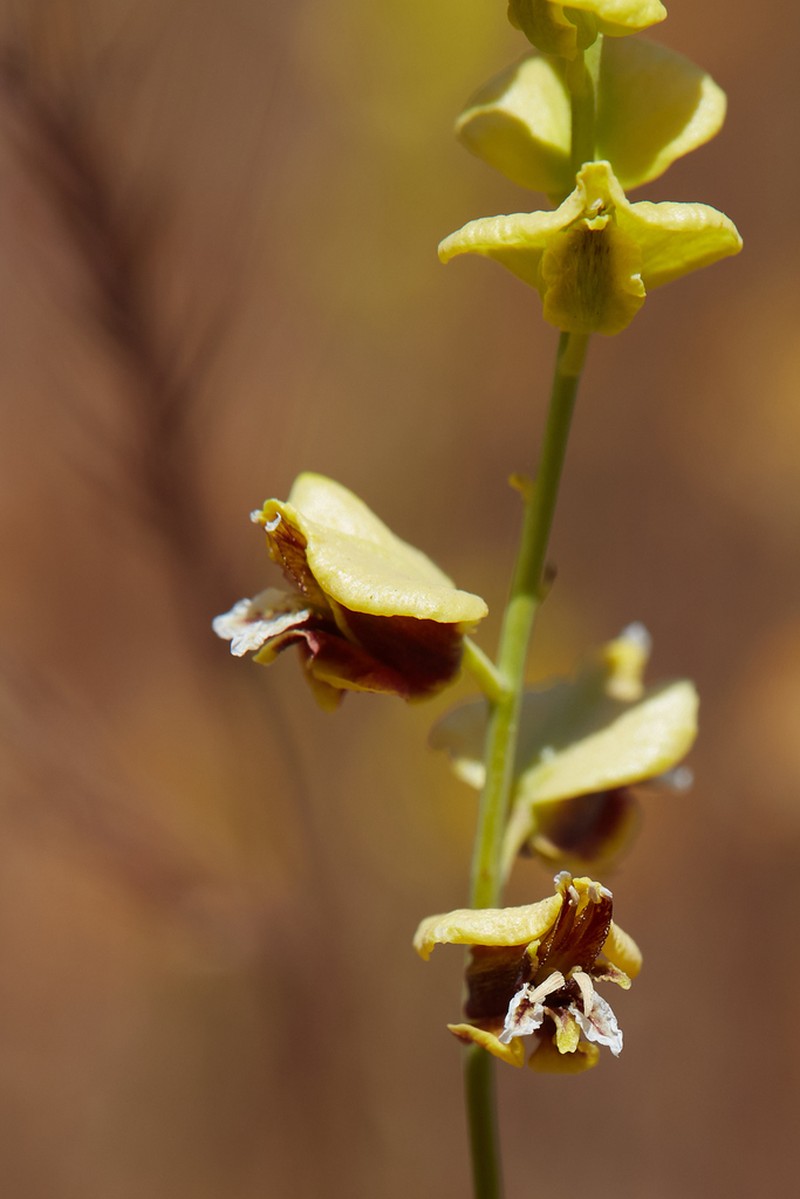 Milkwort Jewelflower