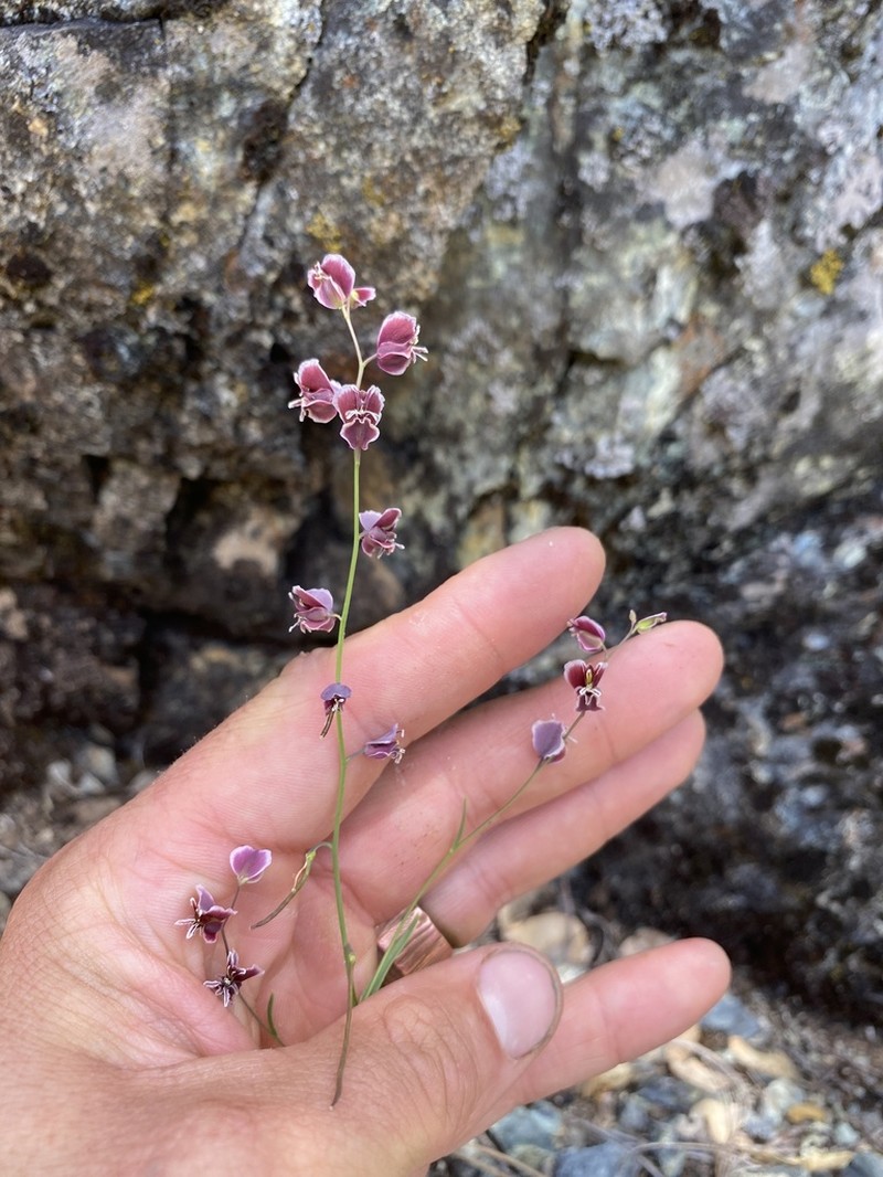 Milkwort Jewelflower photo 2