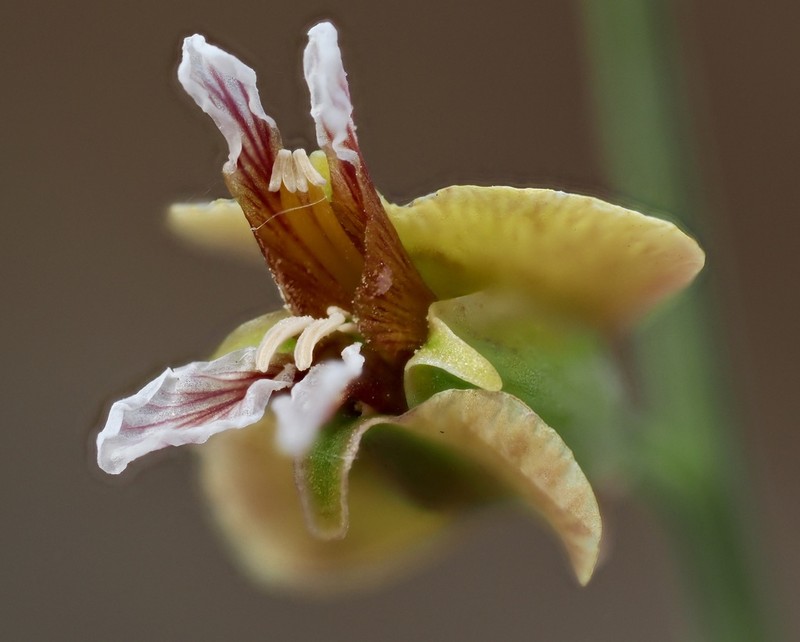 Milkwort Jewelflower photo 3