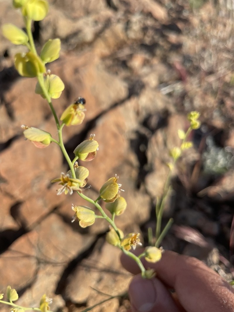 Milkwort Jewelflower photo 4
