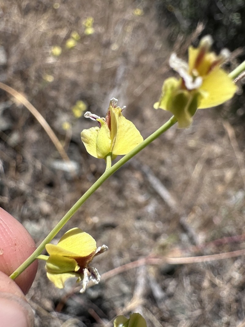 Milkwort Jewelflower photo 5