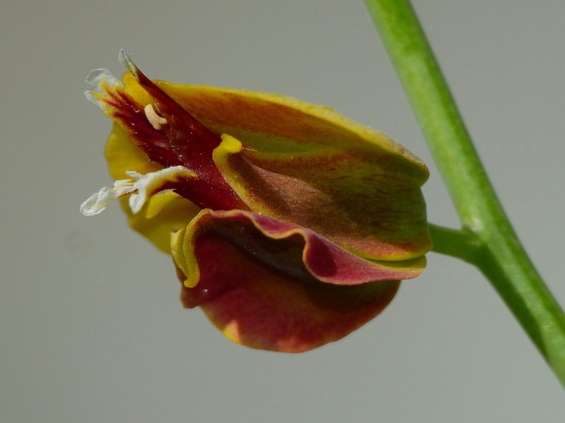 Milkwort Jewelflower photo 6