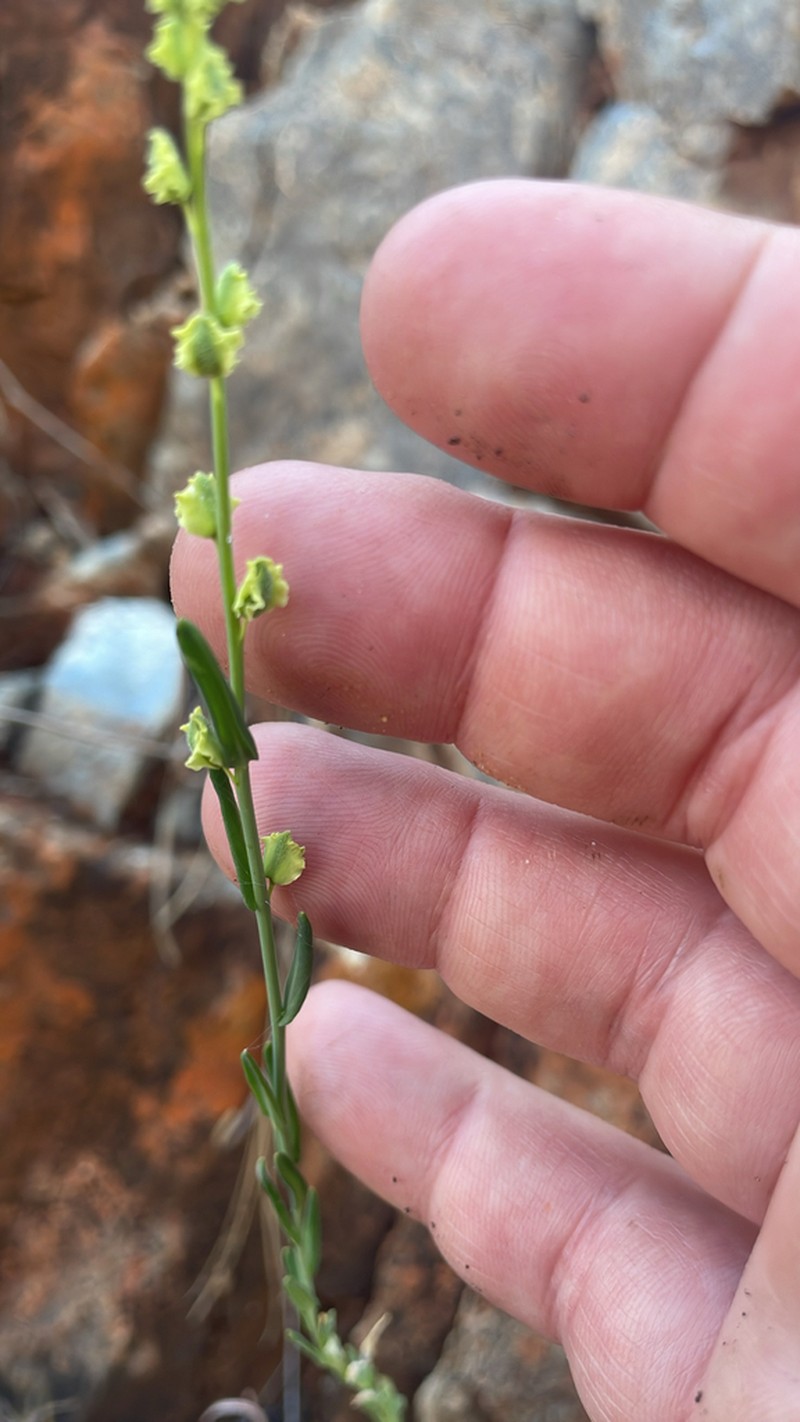 Milkwort Jewelflower photo 7