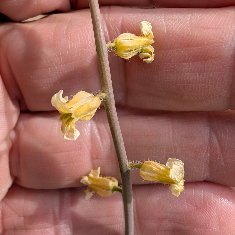Payson's Wild Cabbage