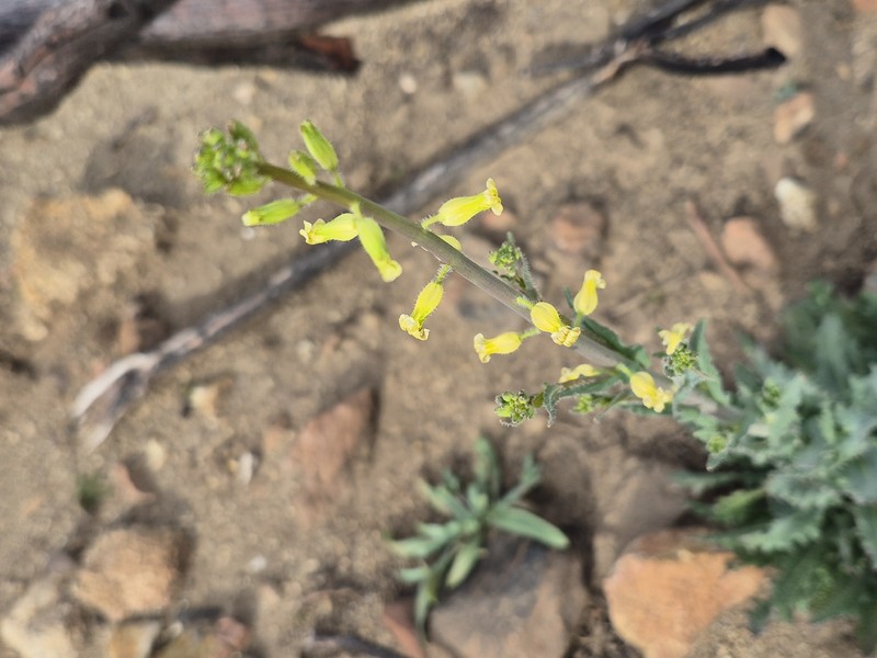 Payson's Wild Cabbage photo 2