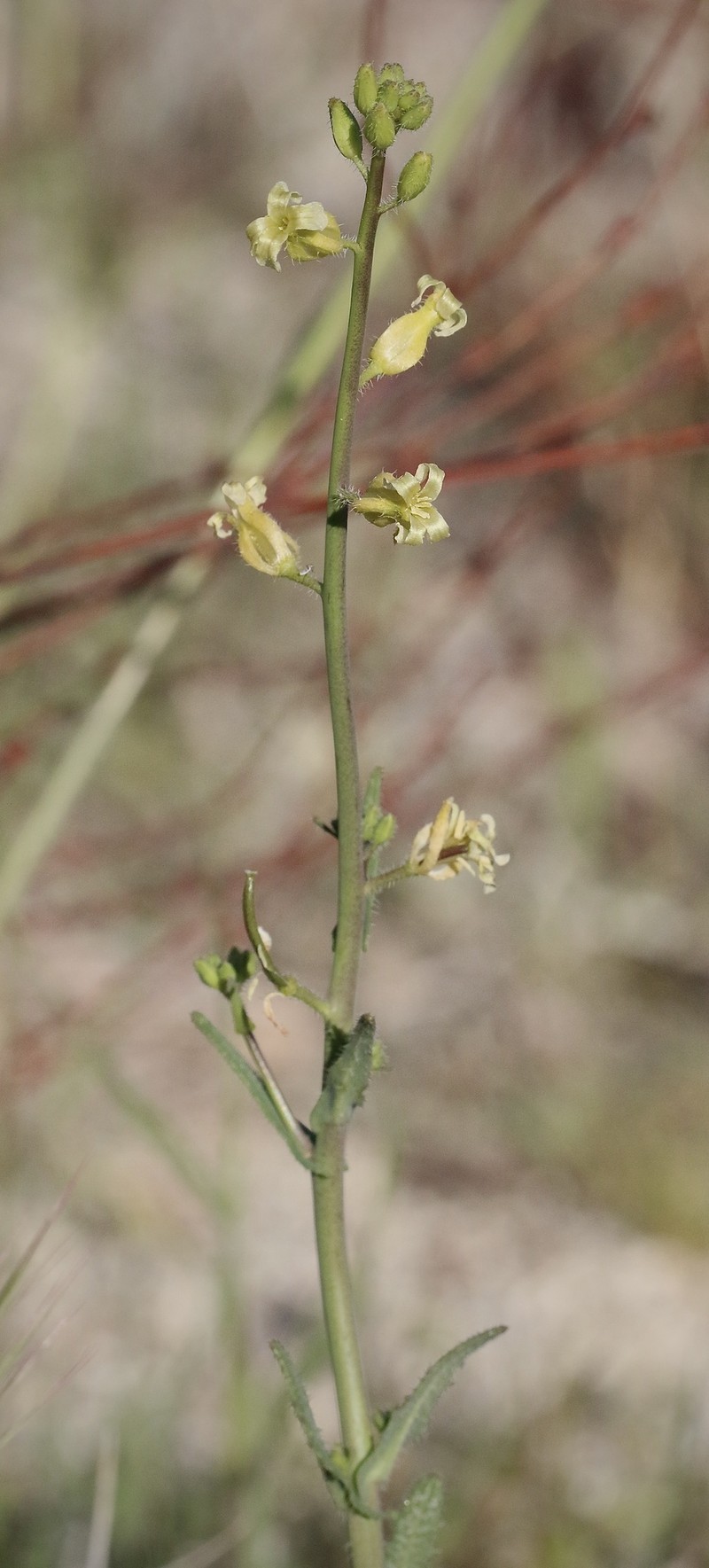 Payson's Wild Cabbage photo 3