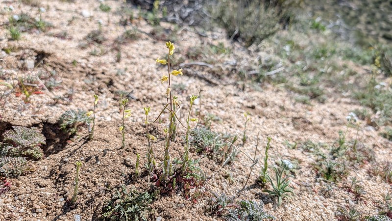 Payson's Wild Cabbage photo 4