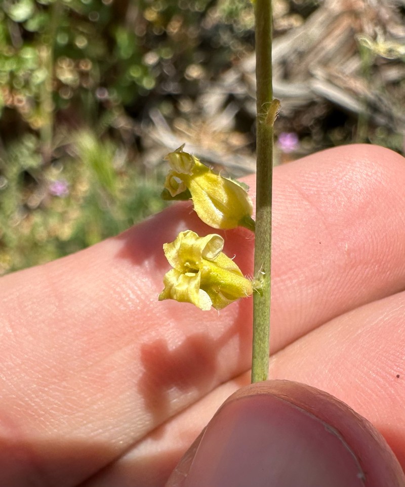 Payson's Wild Cabbage photo 5