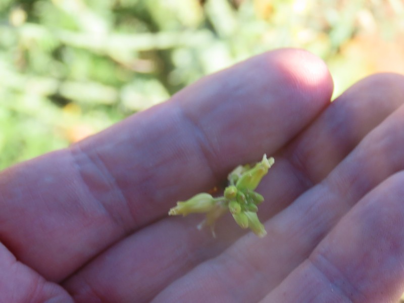 Payson's Wild Cabbage photo 6