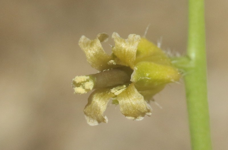 Payson's Wild Cabbage photo 7