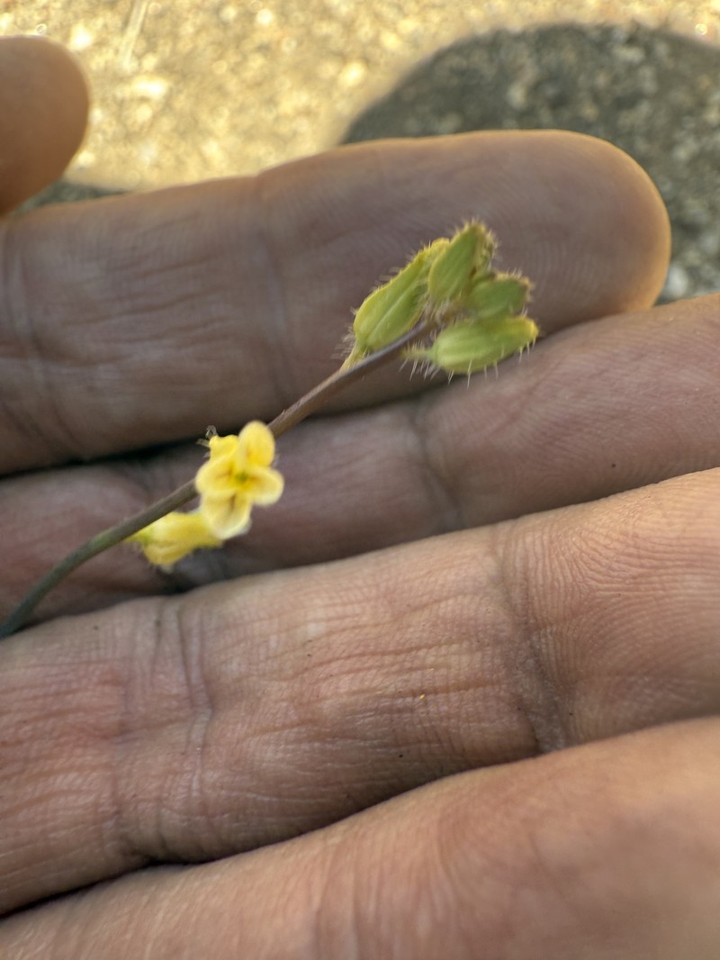 Payson's Wild Cabbage photo 8