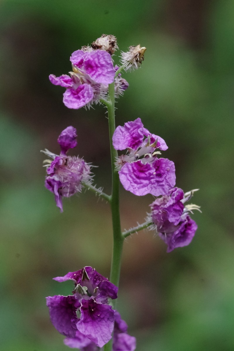 Pineoak Jewelflower photo 4