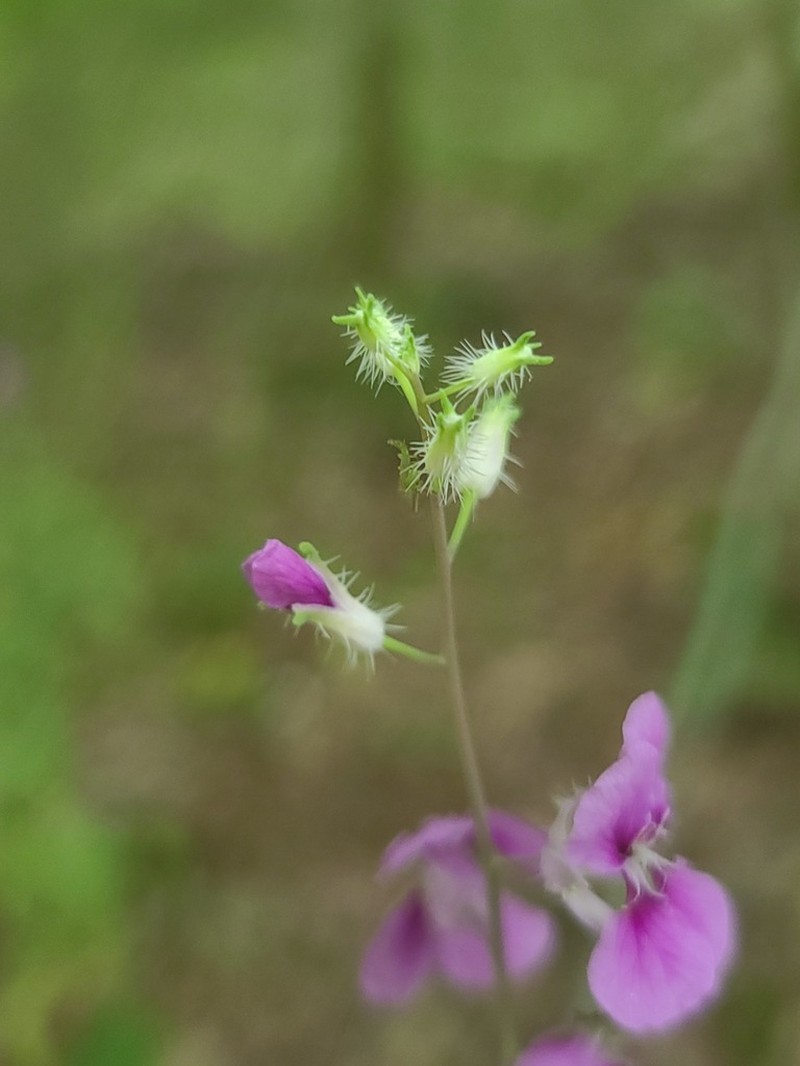 Pineoak Jewelflower photo 7