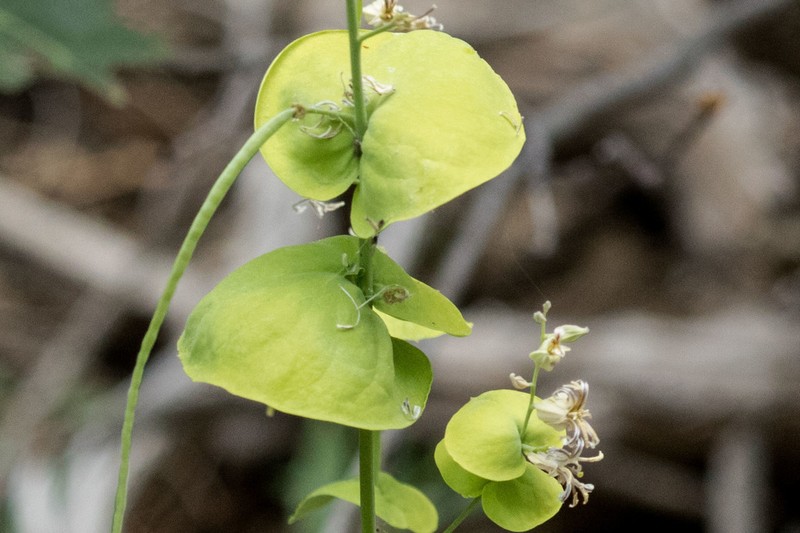 Shieldplant photo 2