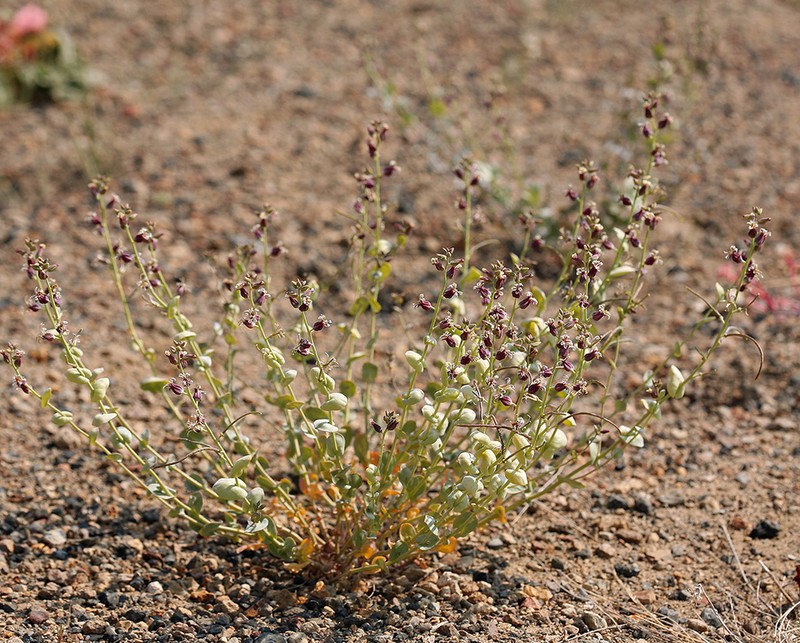 Shieldplant photo 3