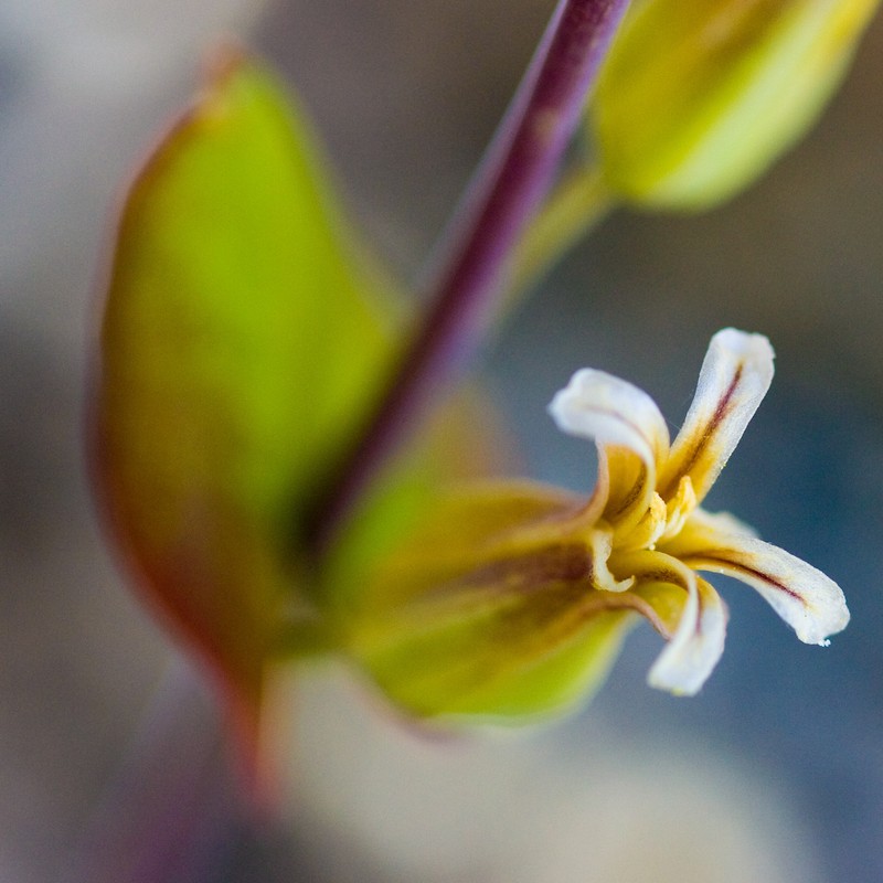 Shieldplant photo 4