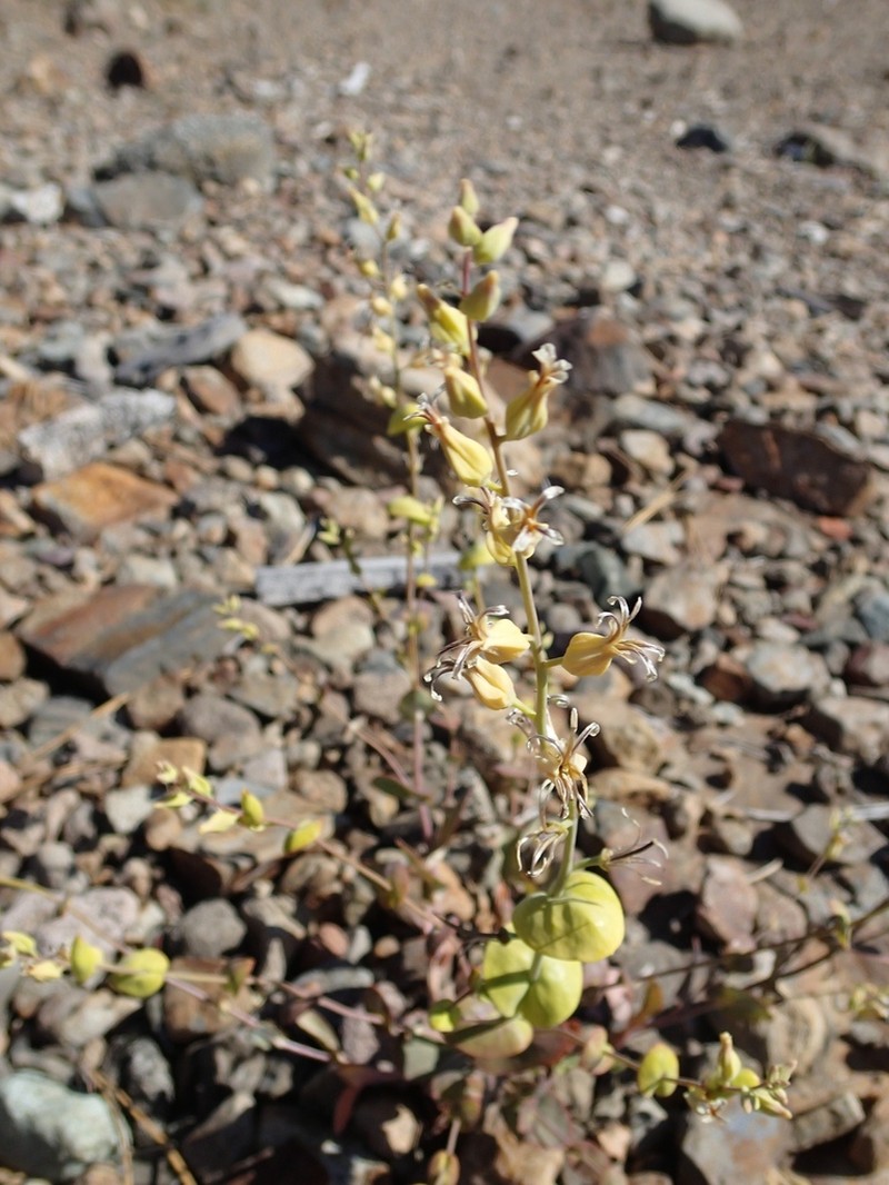Shieldplant photo 5