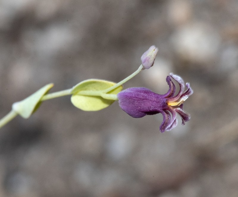 Shieldplant photo 6