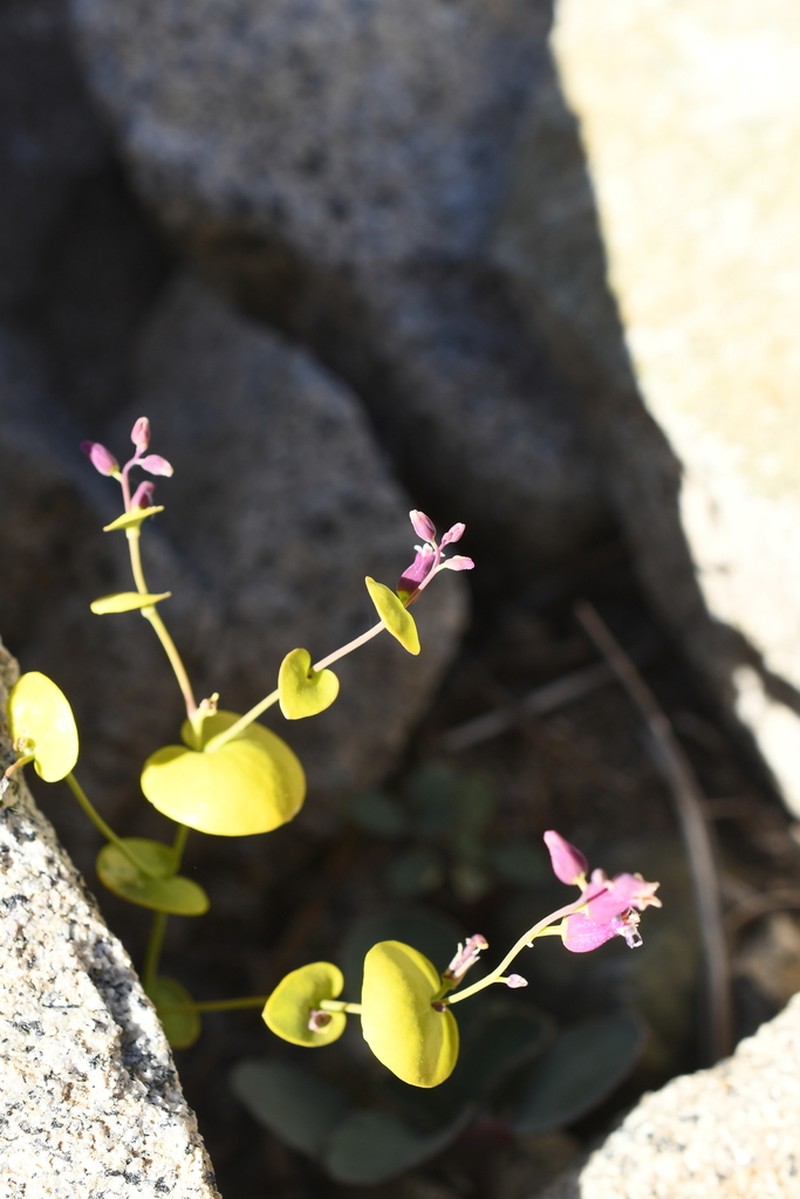 Shieldplant photo 7