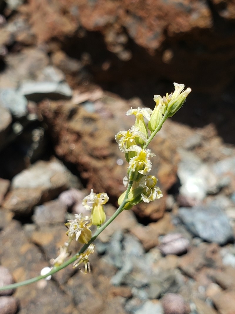 Early Jewelflower photo 2