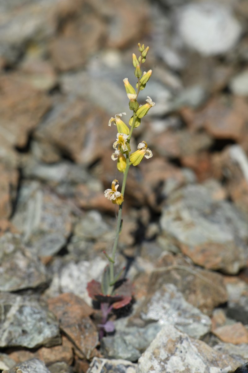 Early Jewelflower photo 3