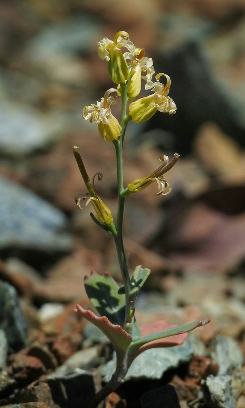 Early Jewelflower photo 4