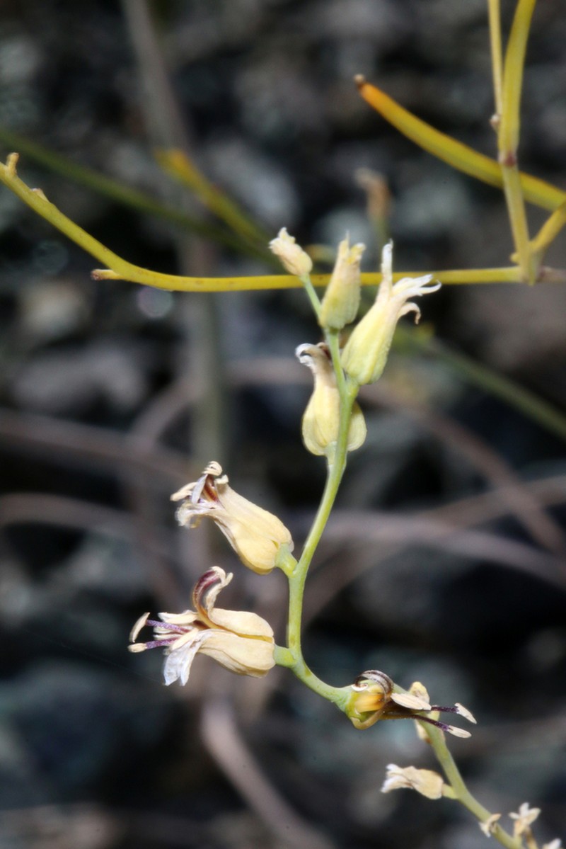 Streptanthus vimineus