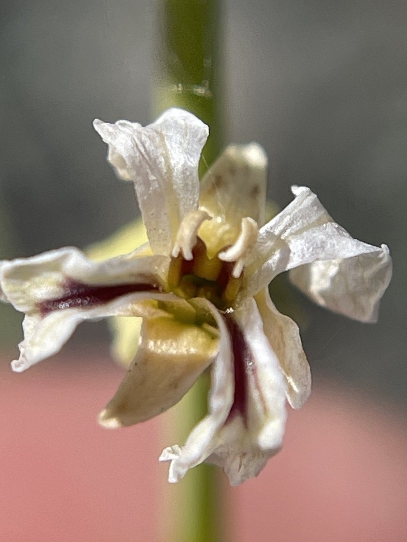 Streptanthus vimineus photo 3
