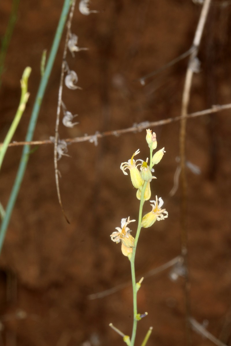 Streptanthus vimineus photo 4