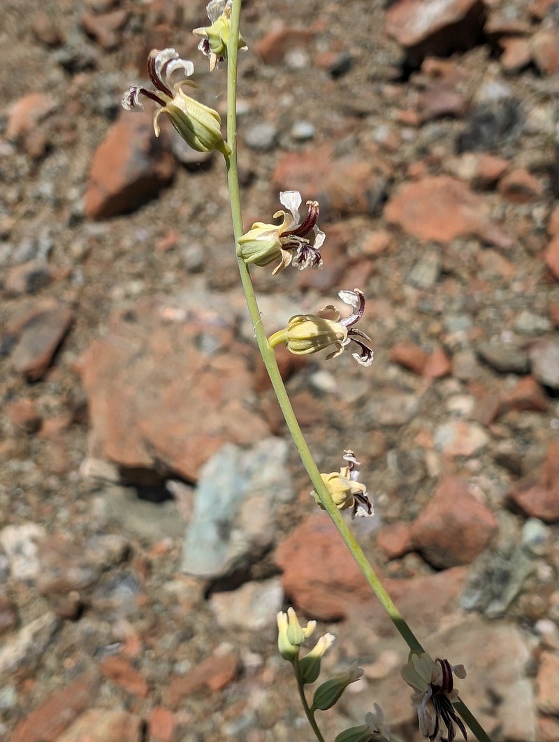 Streptanthus vimineus photo 5