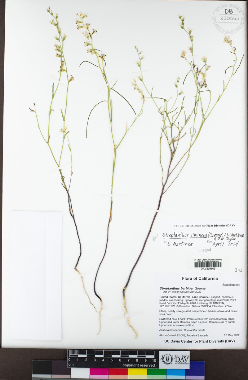 Streptanthus vimineus photo 7