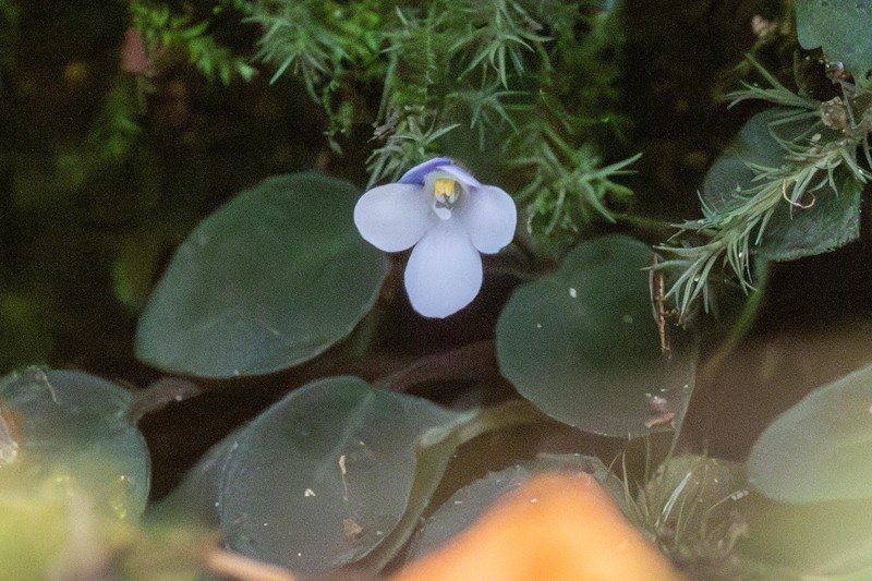 Streptocarpus afroviola photo 4