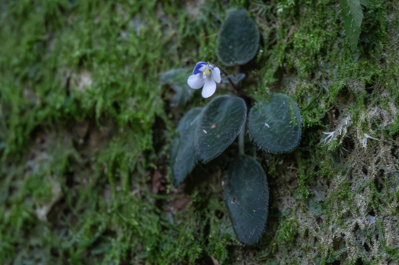 Streptocarpus afroviola photo 5