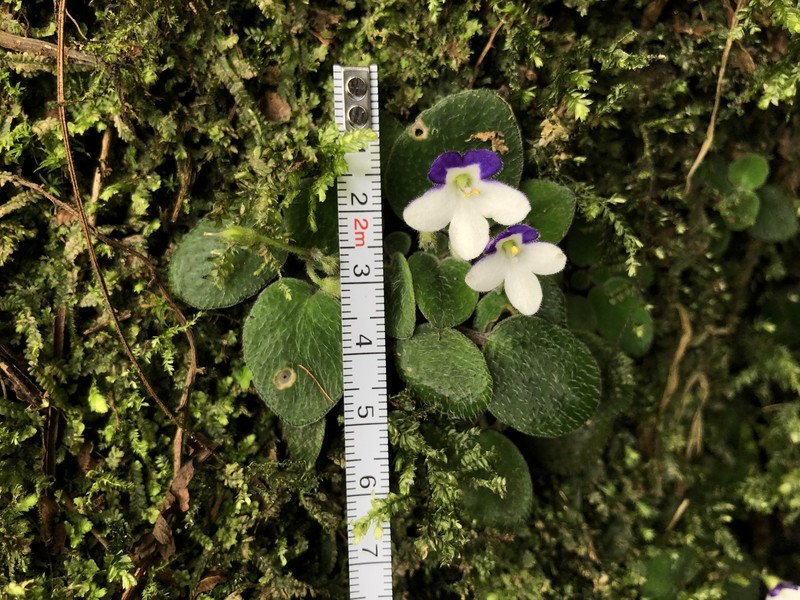 Streptocarpus afroviola photo 6